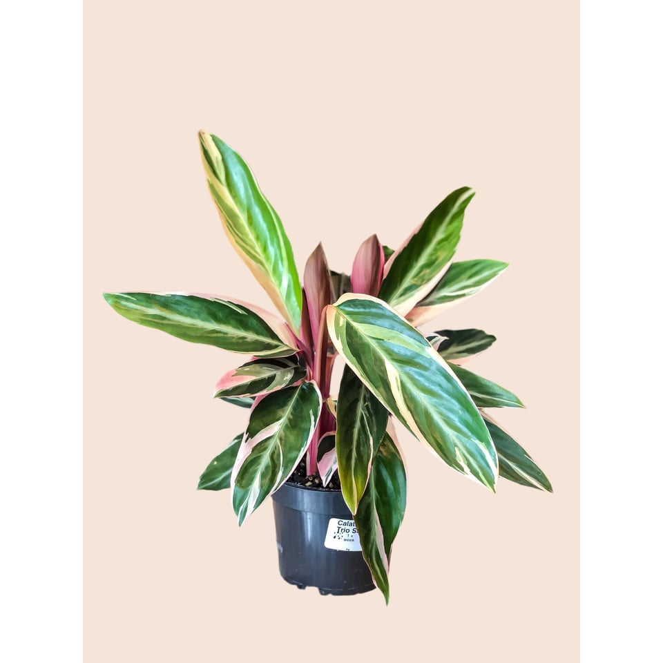Stromanthe Sanguinea Triostar’