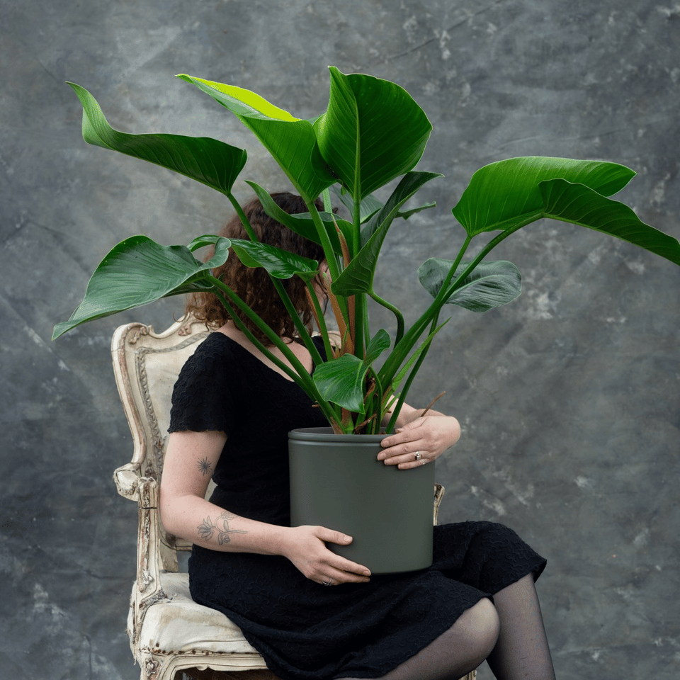 Philodendron Green Beauty - limited edition