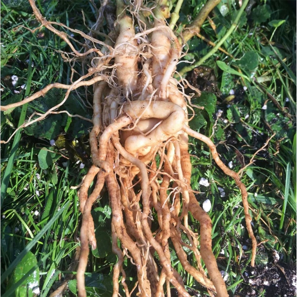Ashwagandha Root Cut Organic