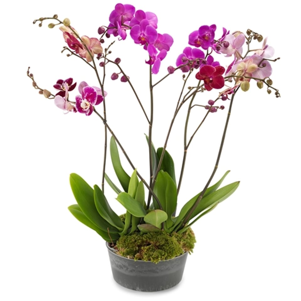 Orchidee Sensatie