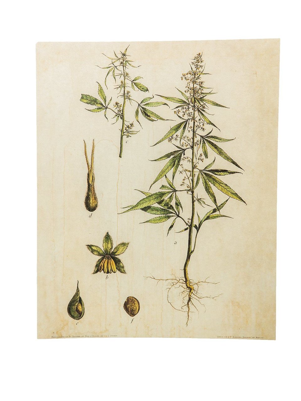 Botanical Hemp Prints  M