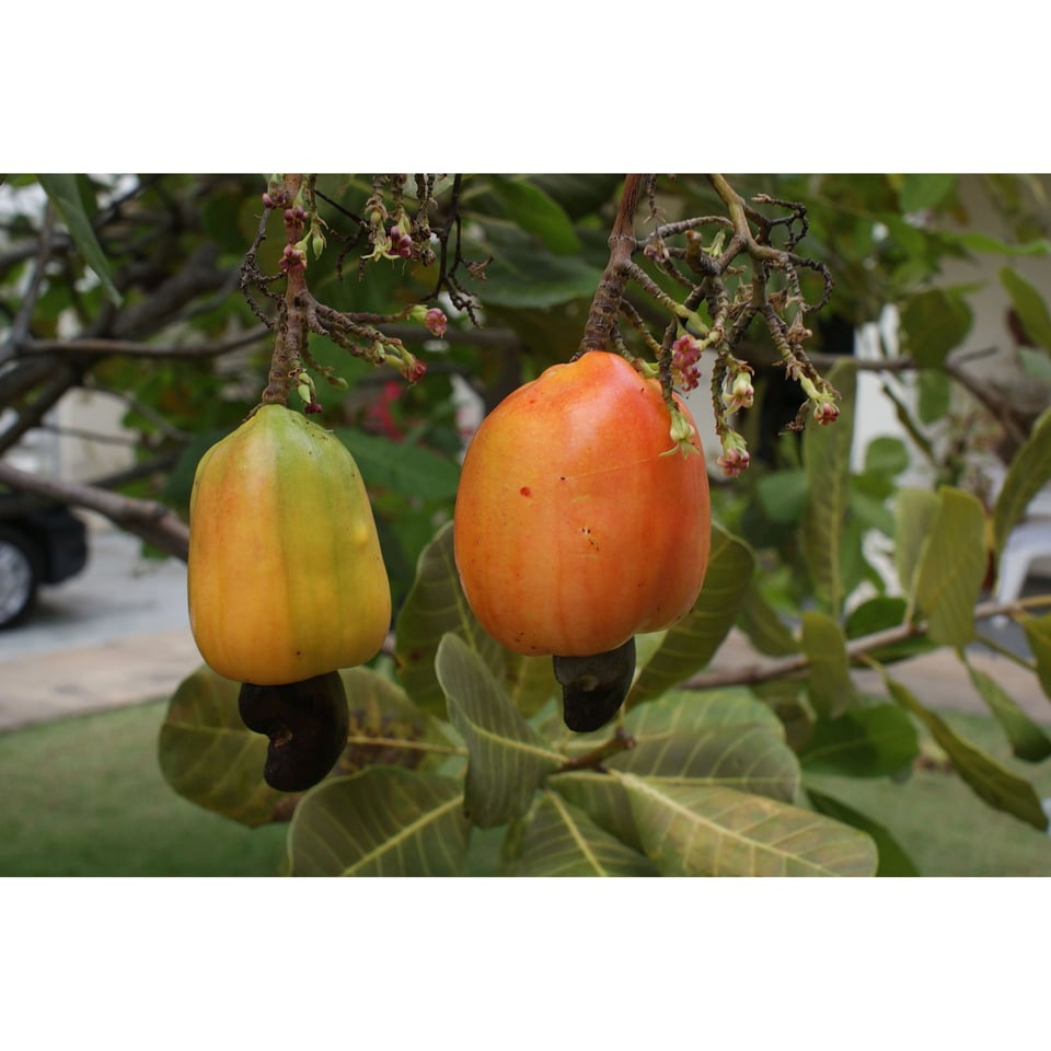 Cashew Fruit