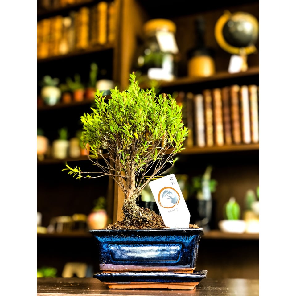 Syzygium Bonsai Tree