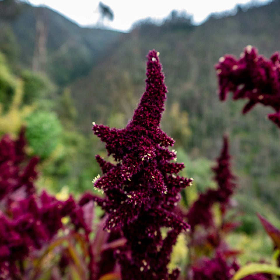 Quinoa Red Organic