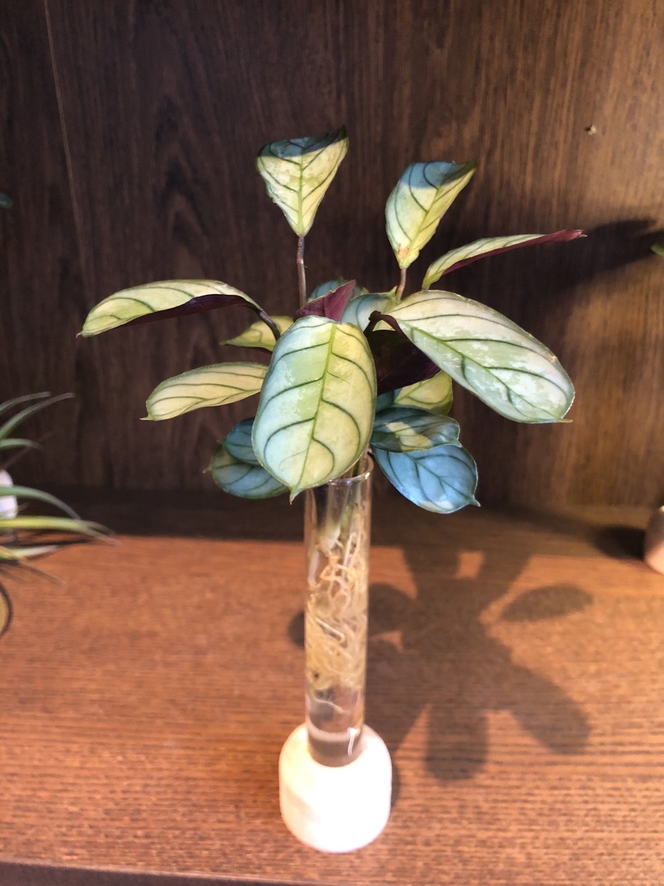 Hydroponics Glowing Tube - LS Series - 03 Syngonium | Peddler