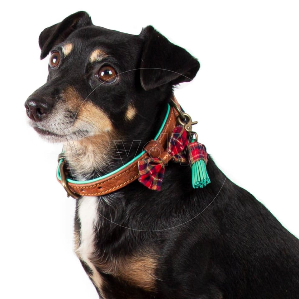 Dog With A Mission Halsband Super Star