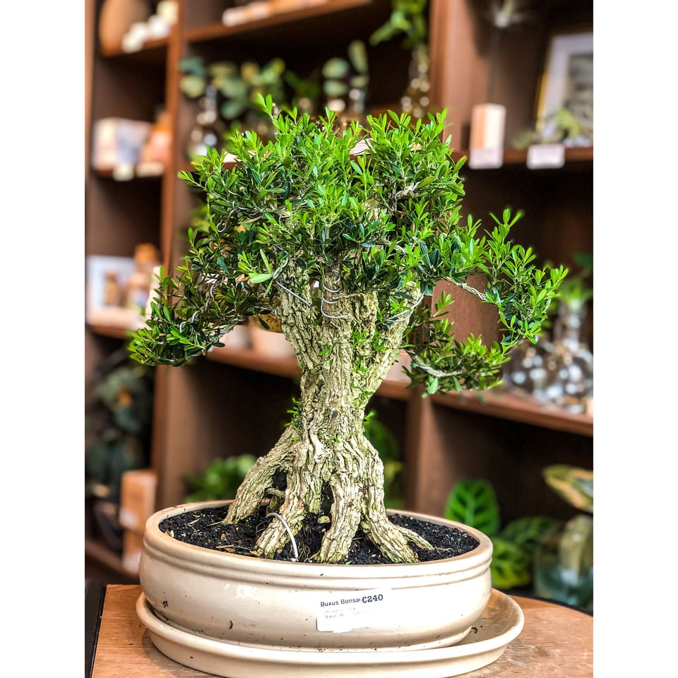 Buxus Bonsai (Large)