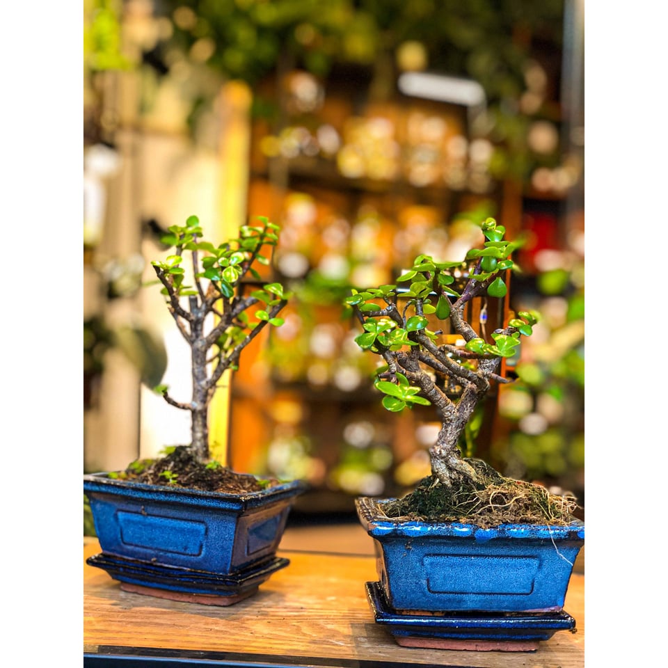 Small Jade Bonsai - Portulacaria (Easy Care)