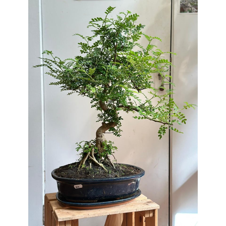 Large Chinese Pepper Tree