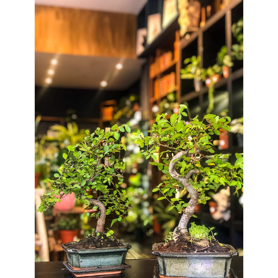 Chinese Elm Bonsai  Moyogi Style (S-shaped, Informal Upright Style)