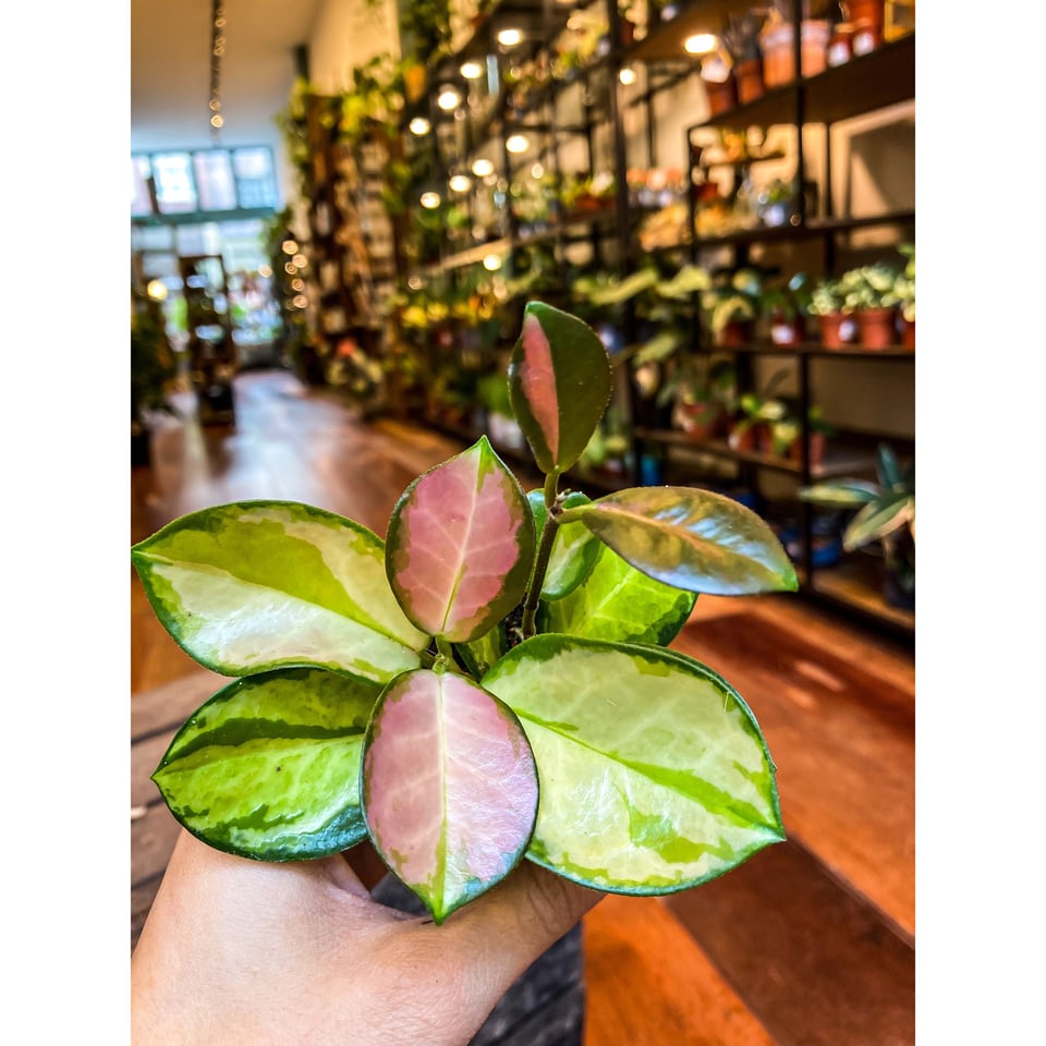 Hoya Flamingo Dream