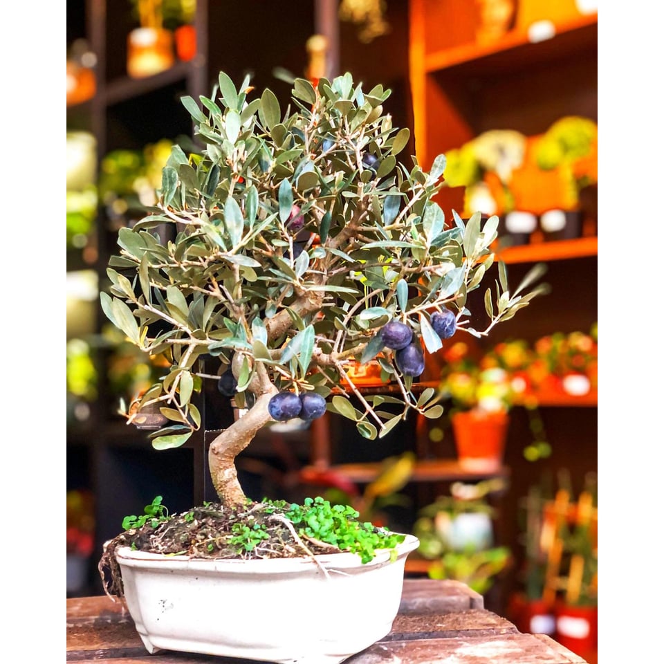 Olive Bonsai Tree