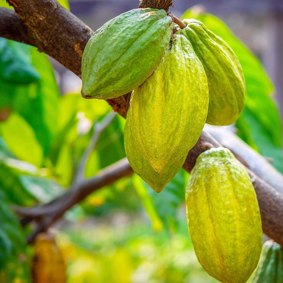 Cacao Nibs Raw Organic