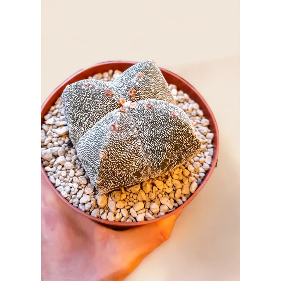 Astrophytum myriostigma