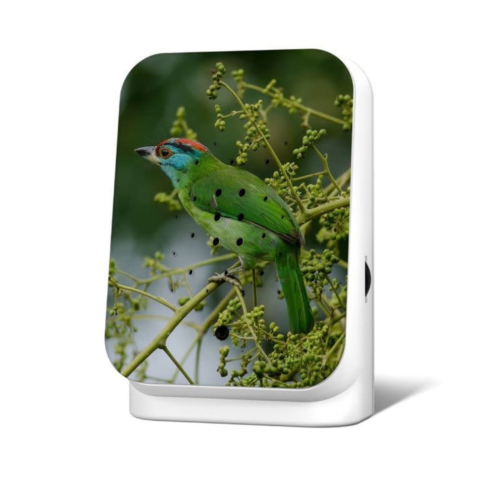 Junglebox Blauwkeelbaardvogel - Limited Edition