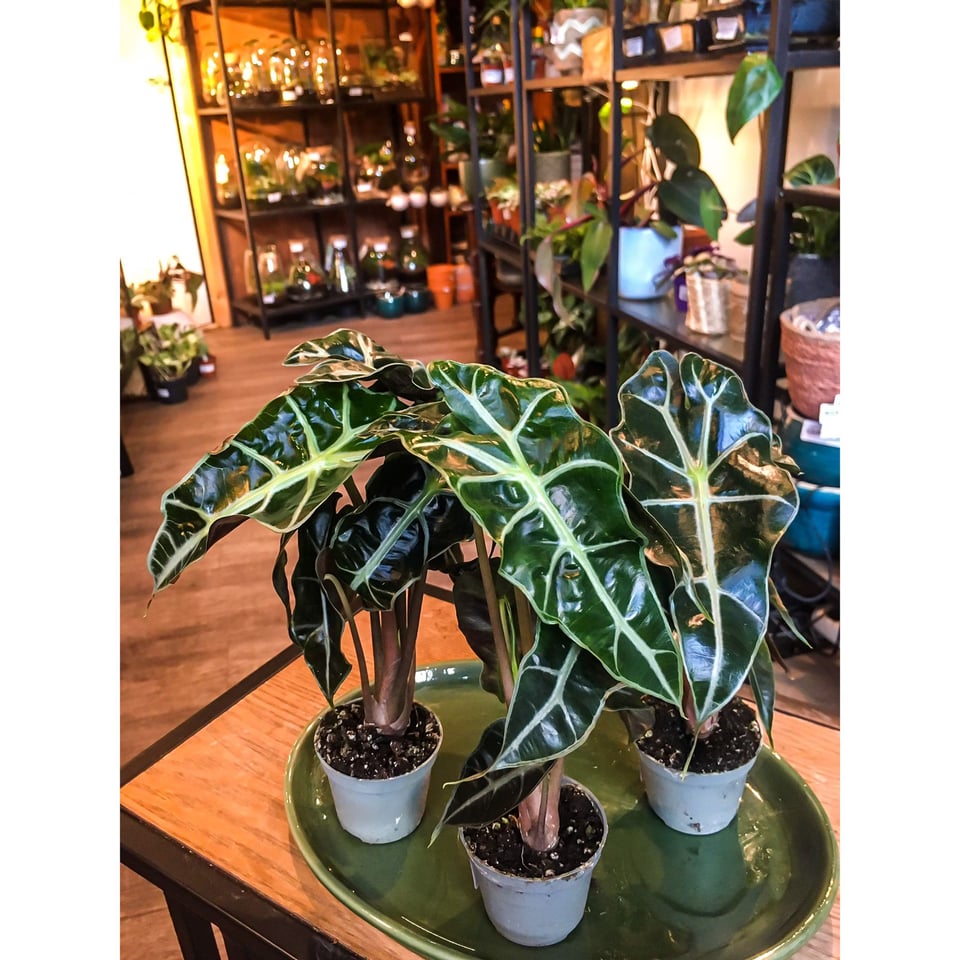 Alocasia Amazonia Polly’ - Small
