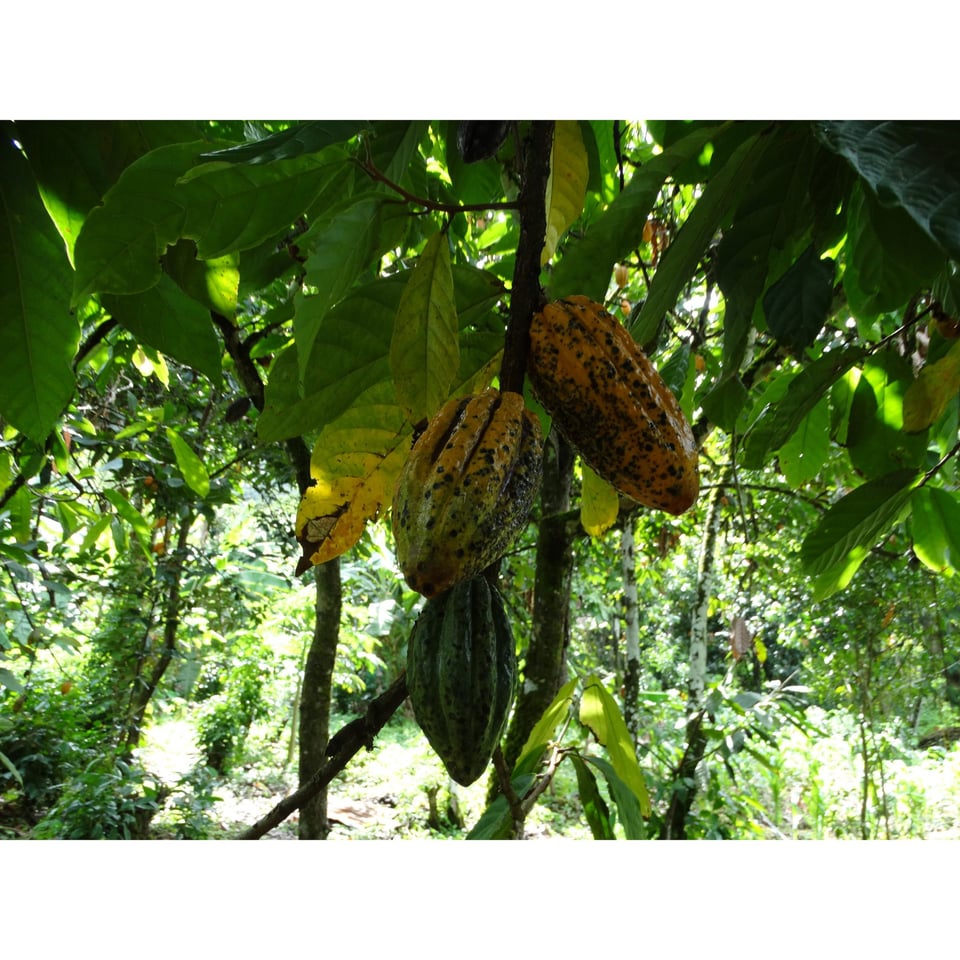 Bolivian Amazonian Milk Chocolate 45 % Organic Certified 70 Gram