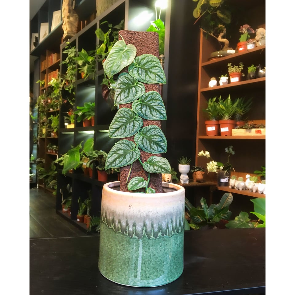 Monstera Dubia