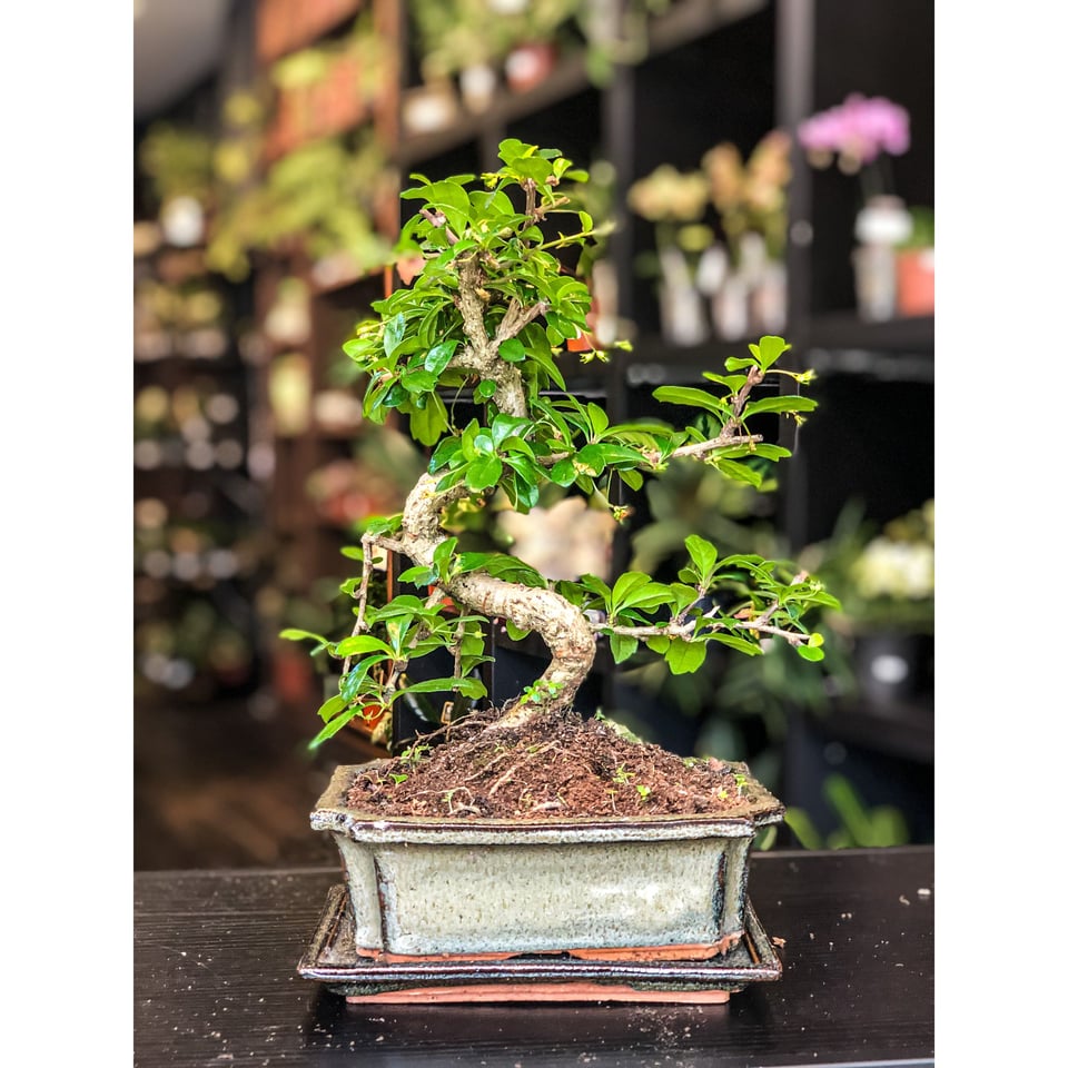 Carmona Bonsai Moyogi Style (S-Shaped, Informal Upright Style) - Medium |  Peddler