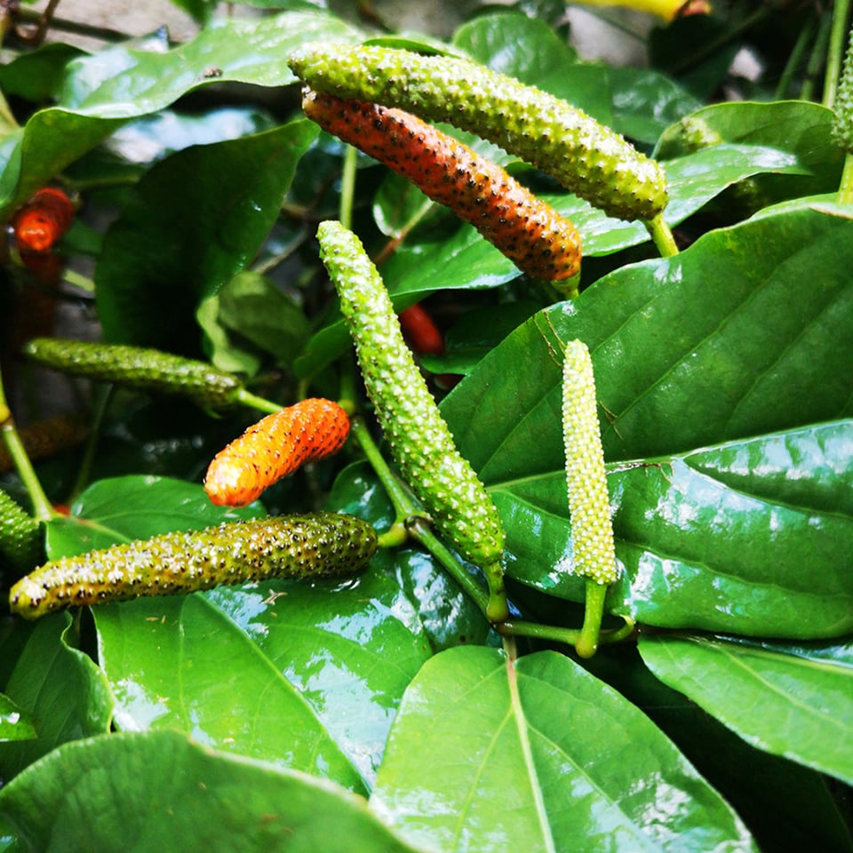 Long Pepper Organic