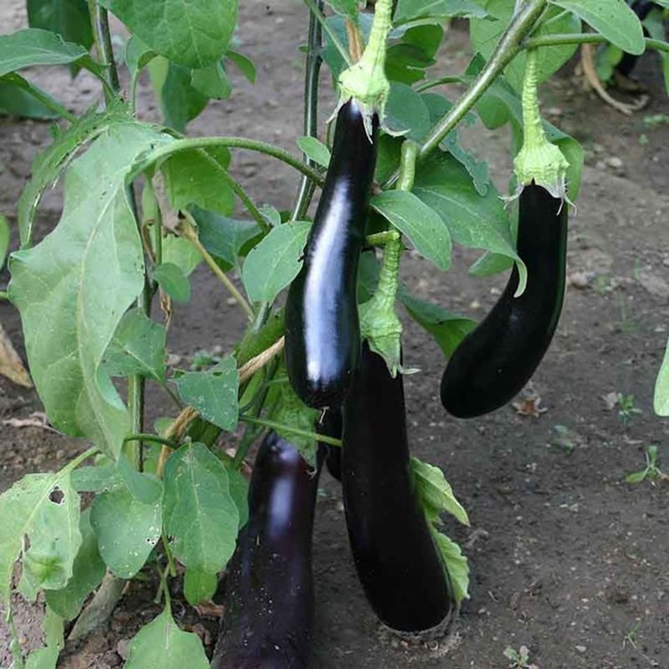 Aubergine 'Violetta Lunga 3'