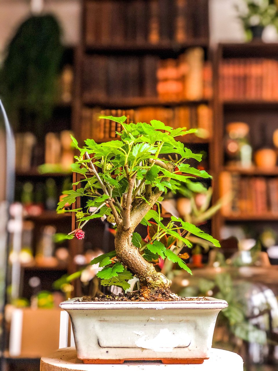 Mulberry (Morus Spp) Tree Bonsai (7-12 years)