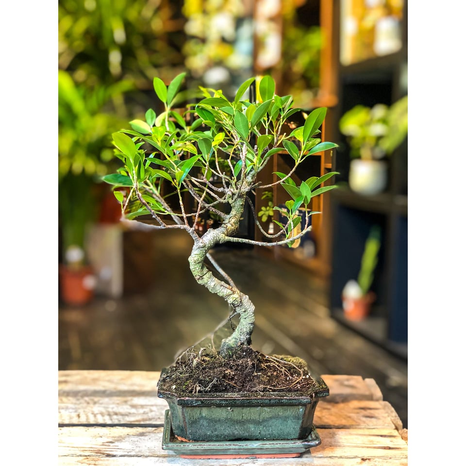 Ficus Bonsai  Moyogi Style (S-shaped)