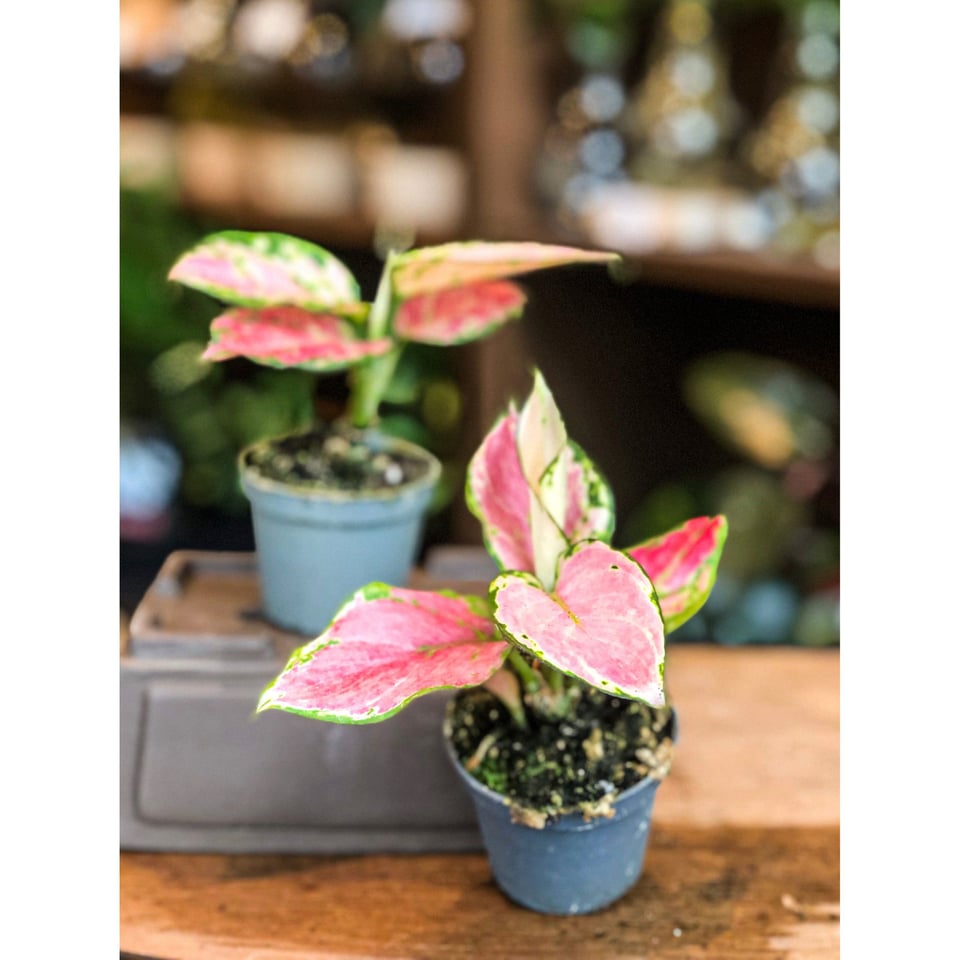 Aglaonema Red Zirkon