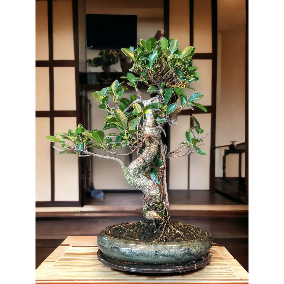 Ficus Bonsai (L)  Moyogi Style (S-shaped)
