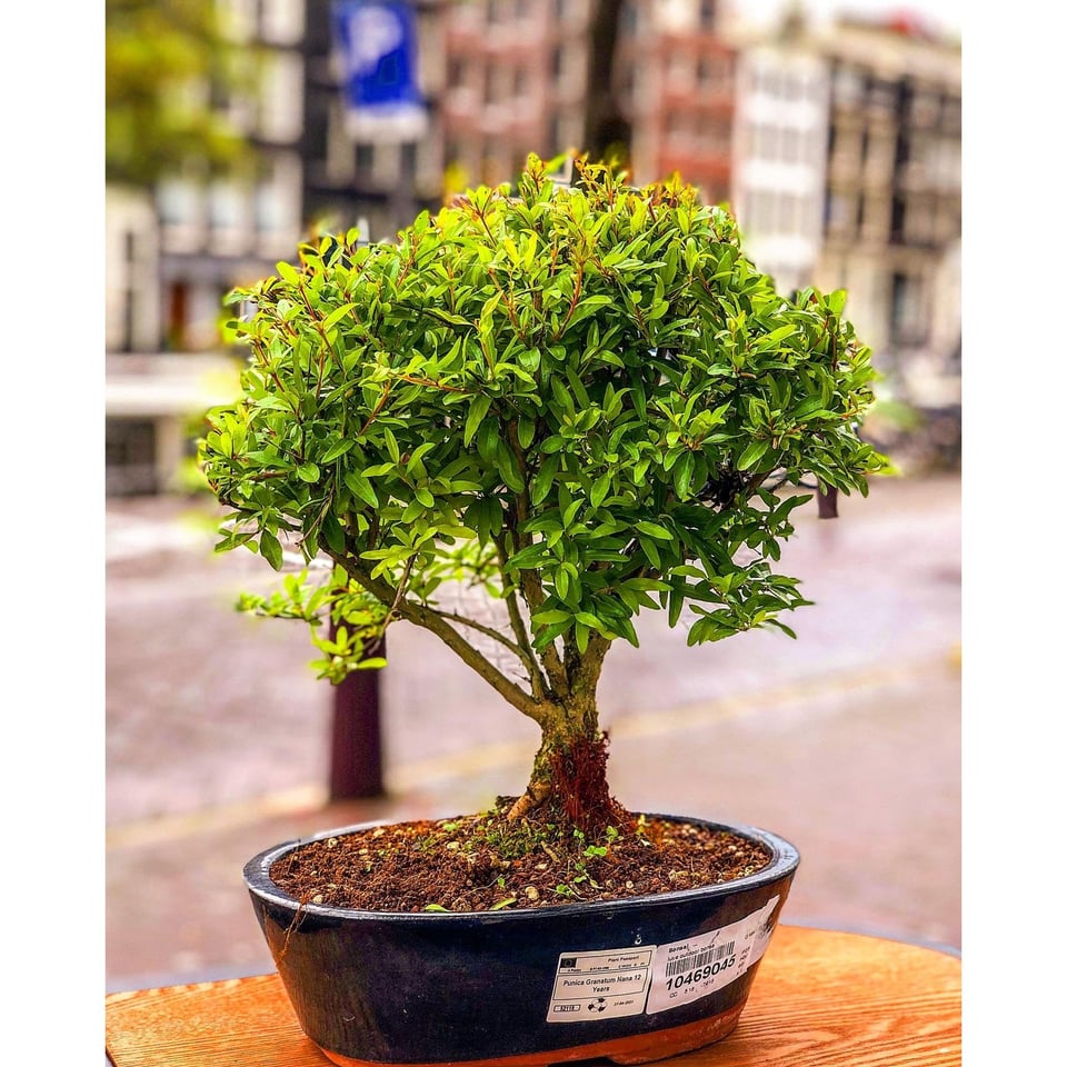 Pomegranate Bonsai - 12, 9 & 7 years old