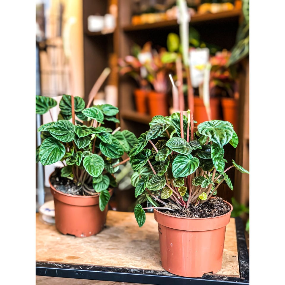 Peperomia caperata Lilian