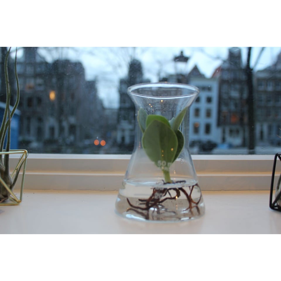 Hydroponics in a Pharmacy Bottle - AT series