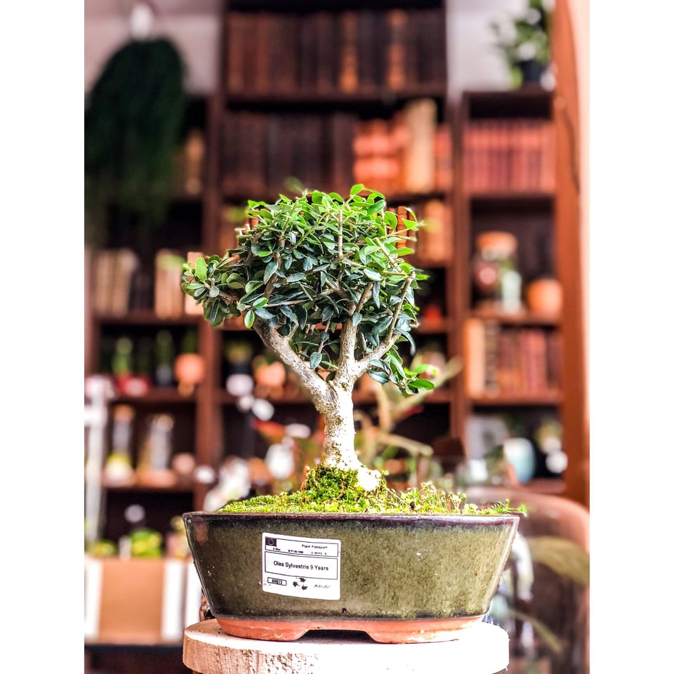 Olea Europaea Olive Bonsai Tree  9-12 years