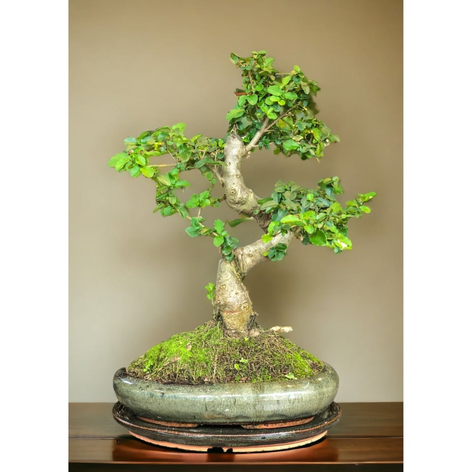 Ligustrum Bonsai (L)  Moyogi Style (S-shaped)