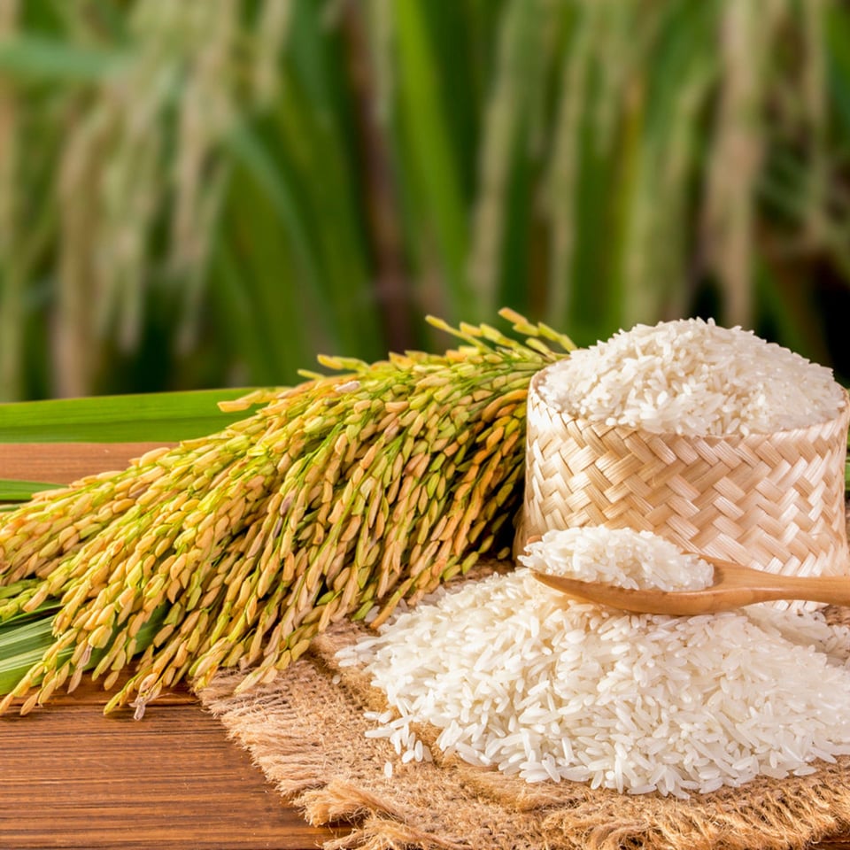 Jasmine White Rice Organic