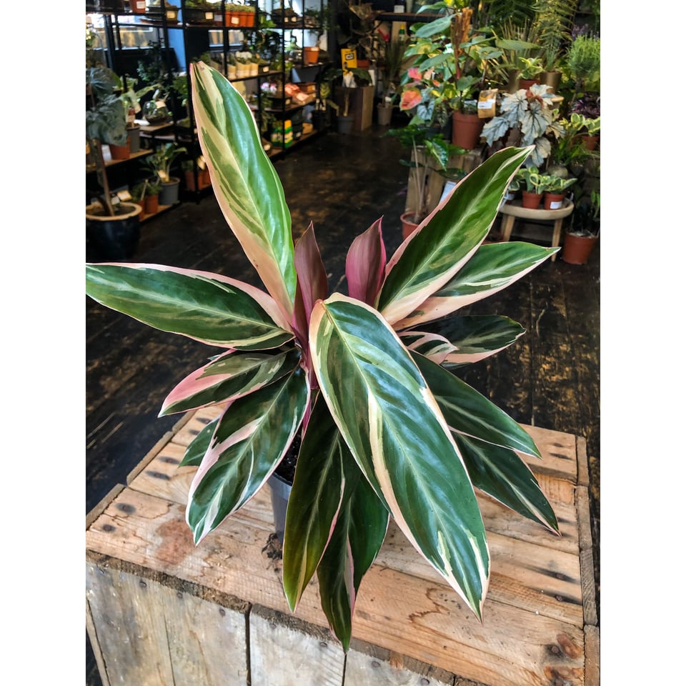 Stromanthe Sanguinea Triostar’