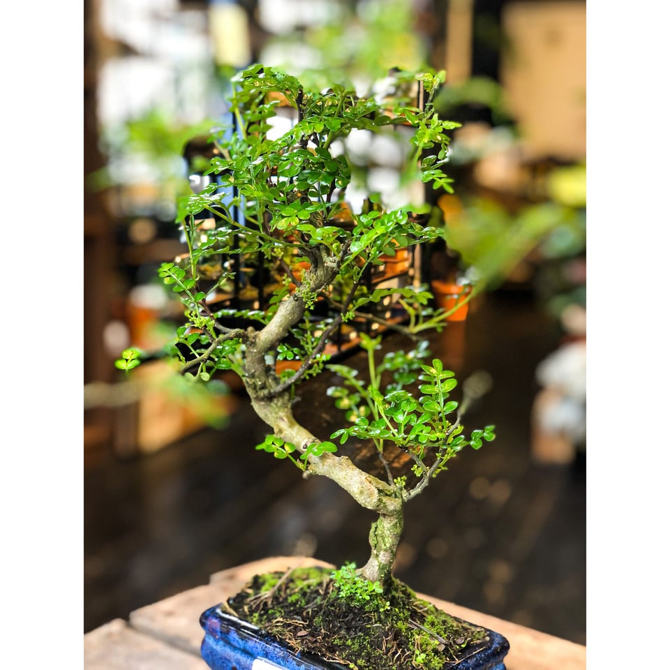Chinese Pepper Tree  Moyogi Style (S-shaped, Informal Upright Style)