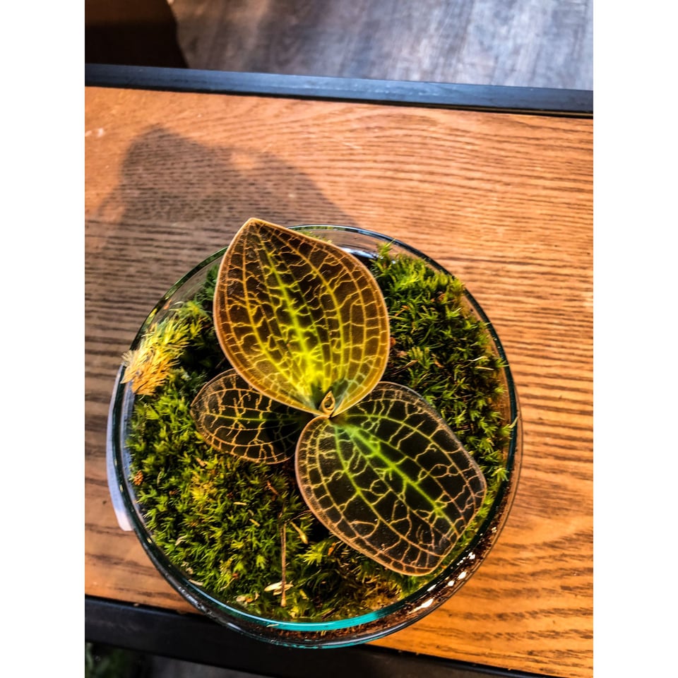 Jewel Orchid (Macodes Lowii) Terrarium