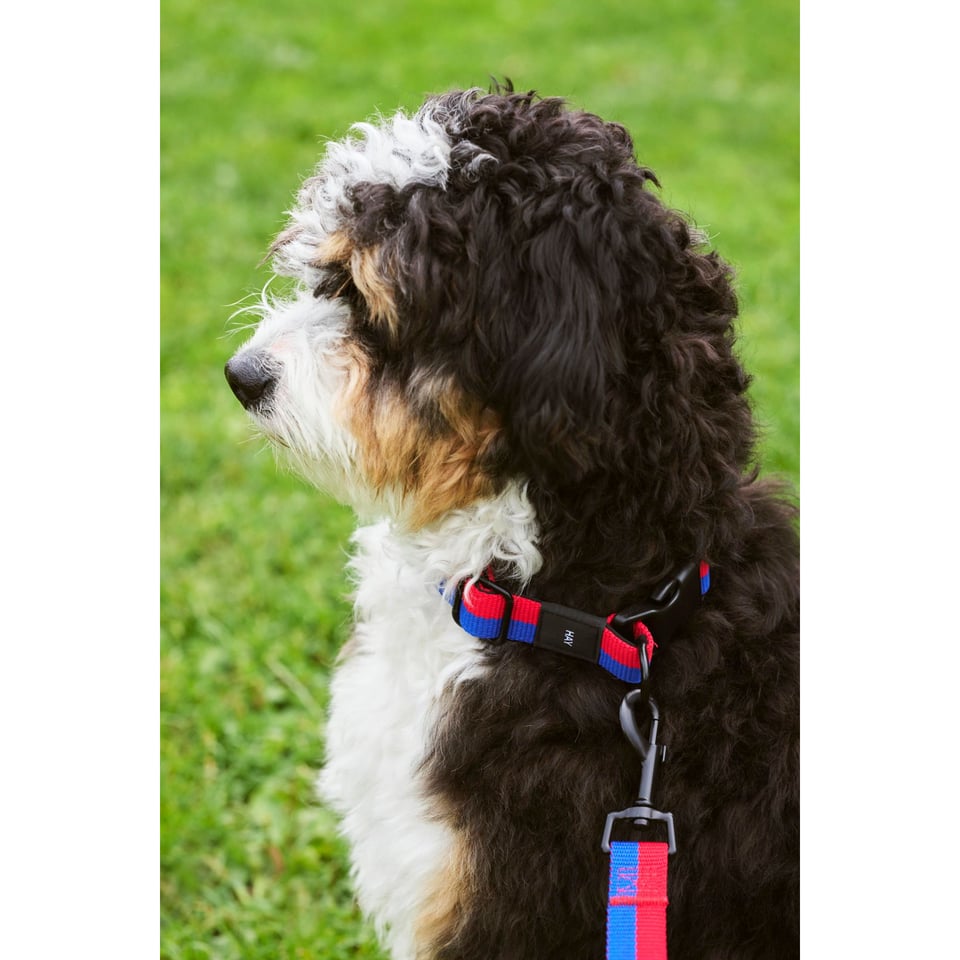 HAY Honden Halsband S/m Rood-Blauw