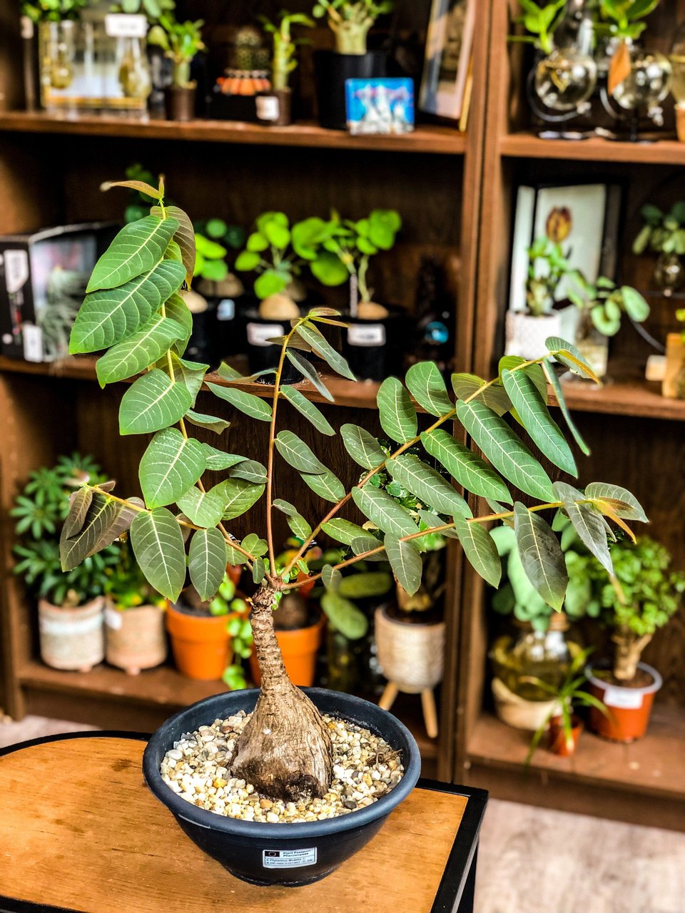 Phyllanthus Mirabilis