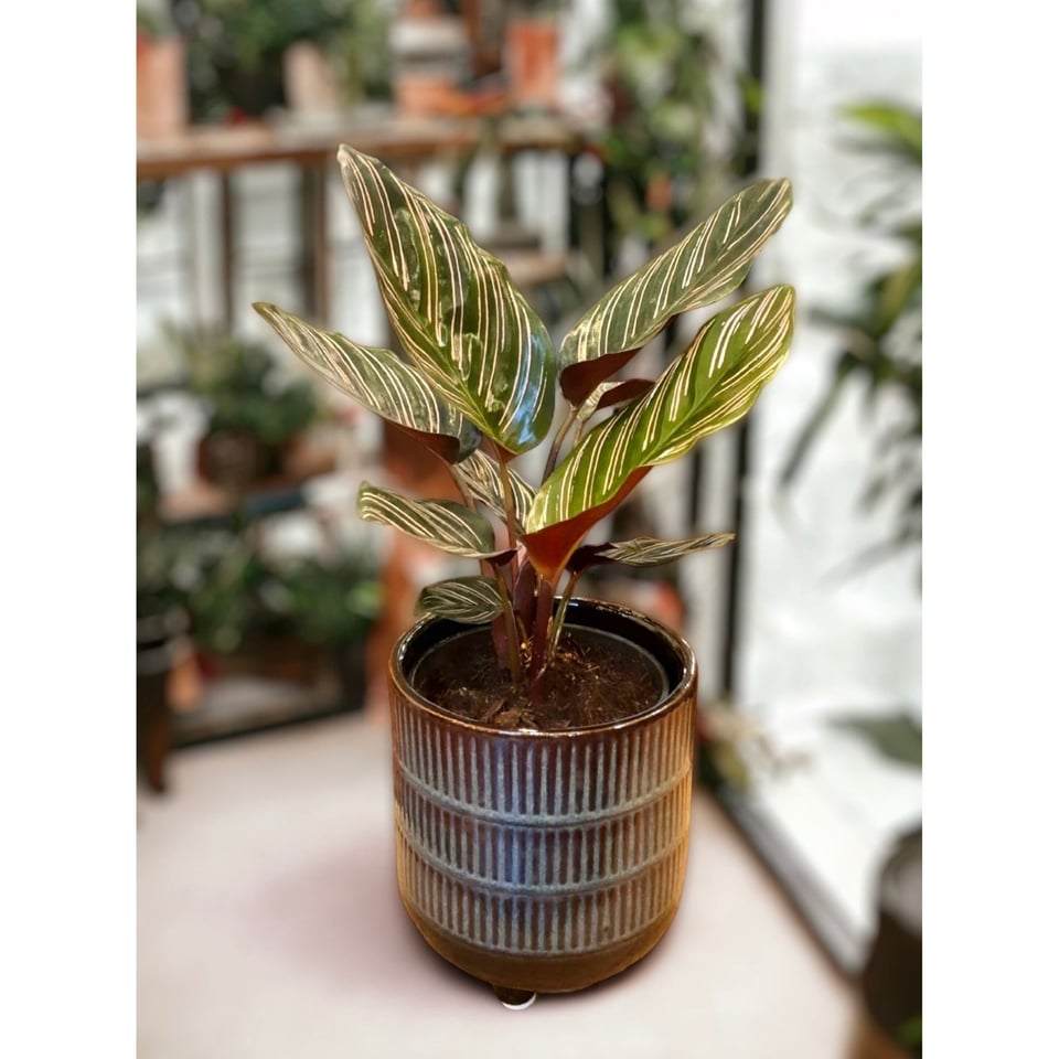 Calathea  sanderiana Ornata