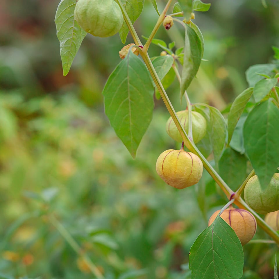 Inca (Golden) Berries Organic