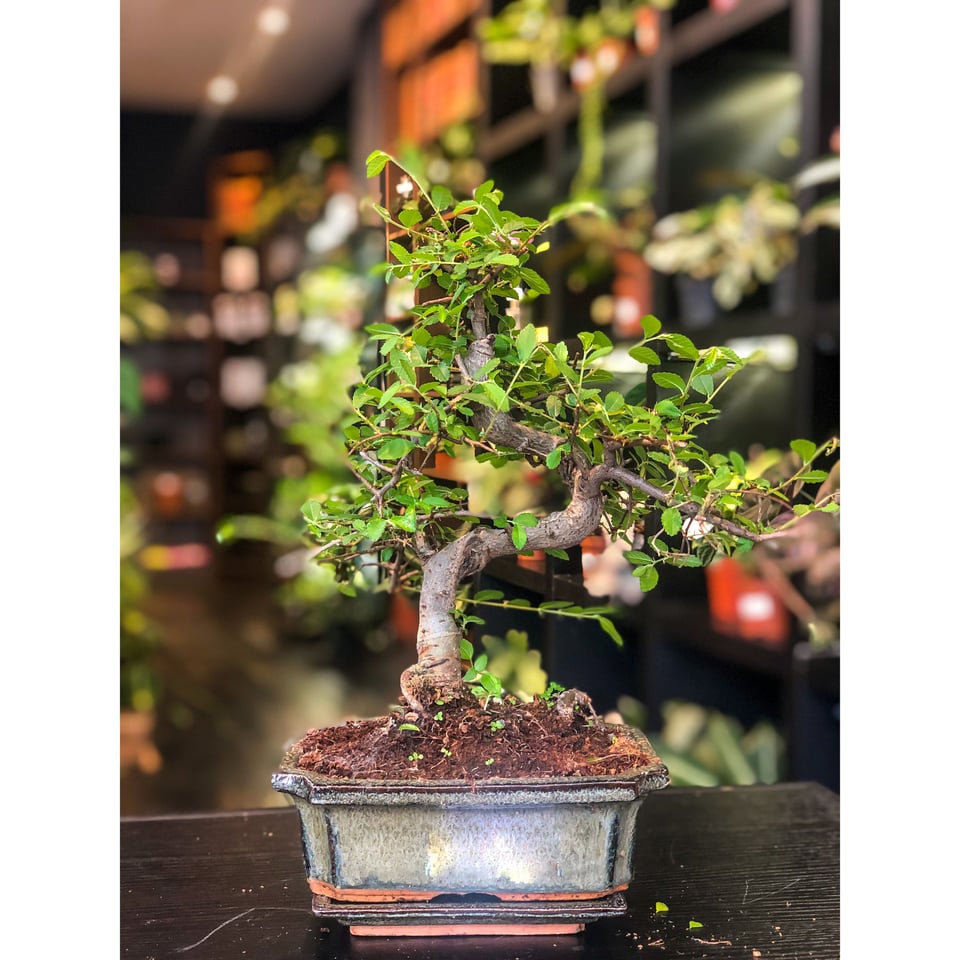 Chinese Elm Bonsai  Moyogi Style (S-shaped, Informal Upright Style)