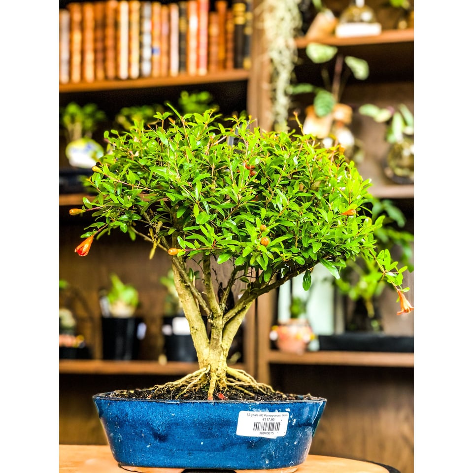 Pomegranate Bonsai - 12, 9 & 7 years old