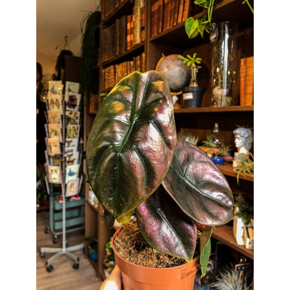 Alocasia Red Secret