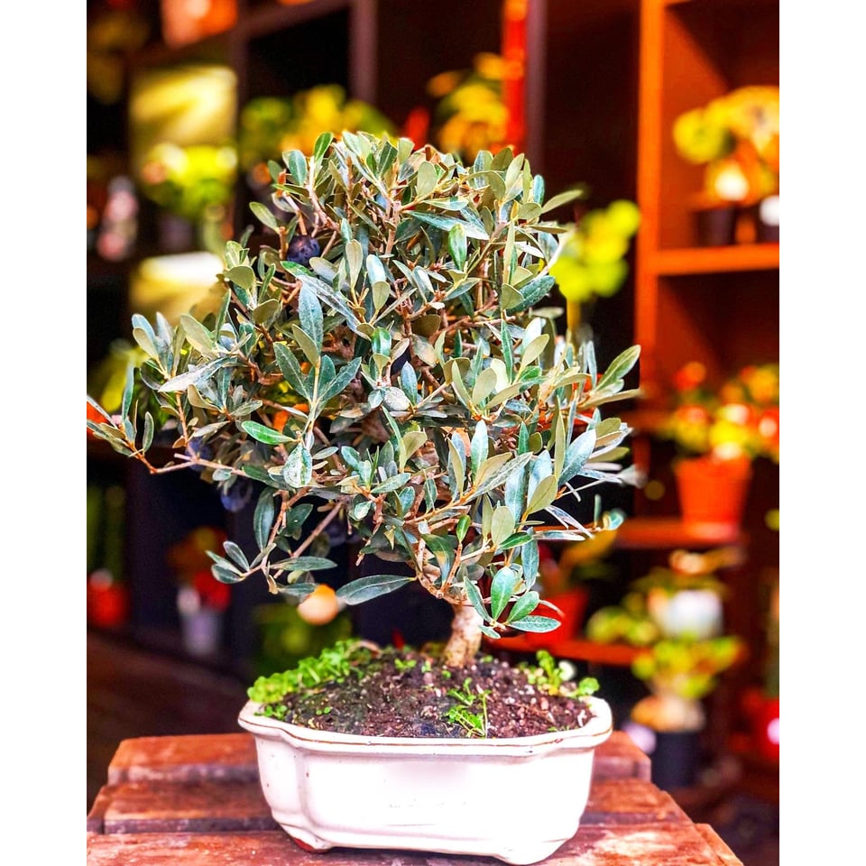 Olive Bonsai Tree