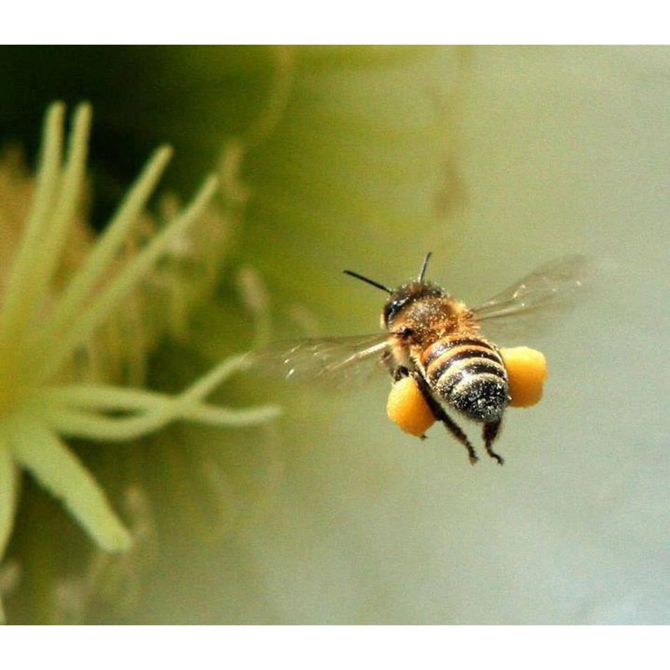 Bijenpollen / Stuifmeelkorrels