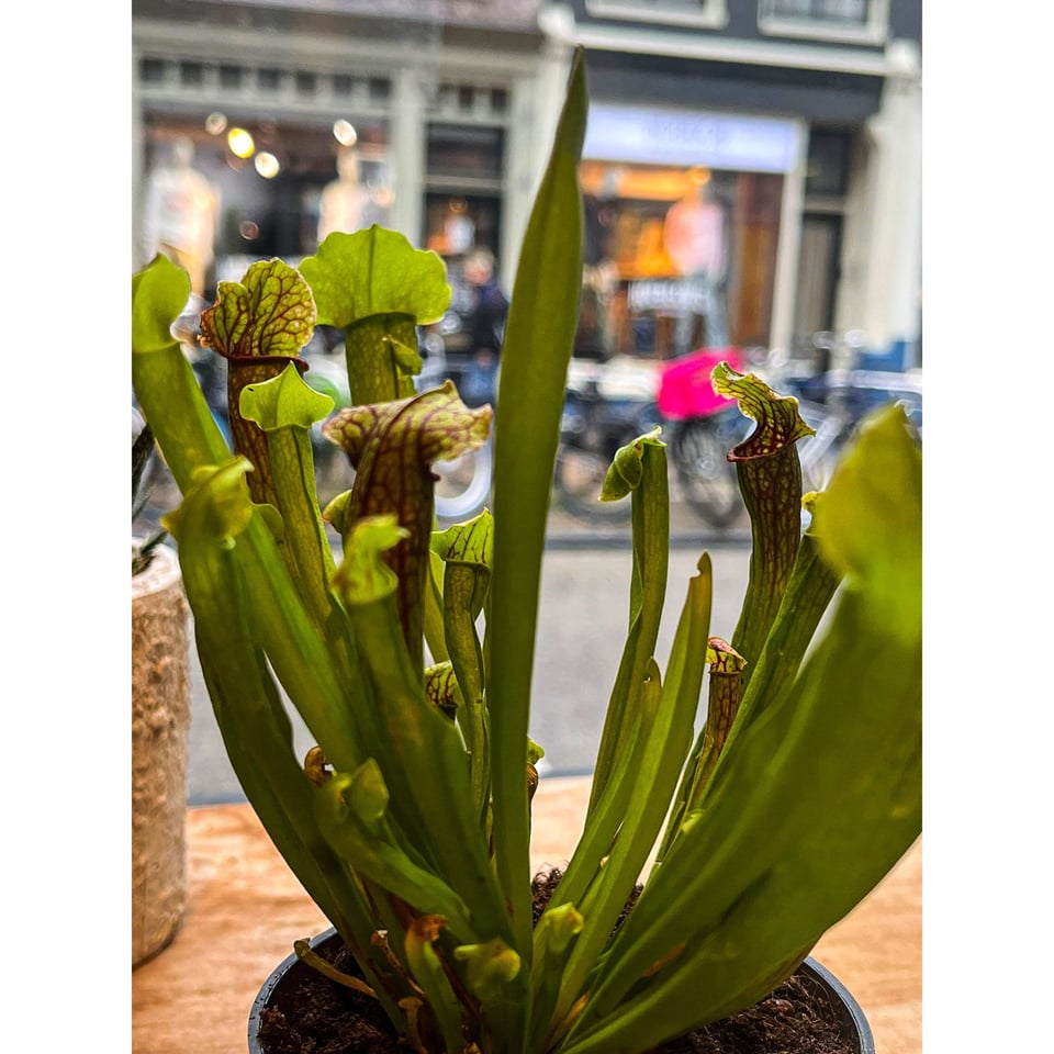 Carnivorous Plants - Trumpet pitchers  Sarracenia