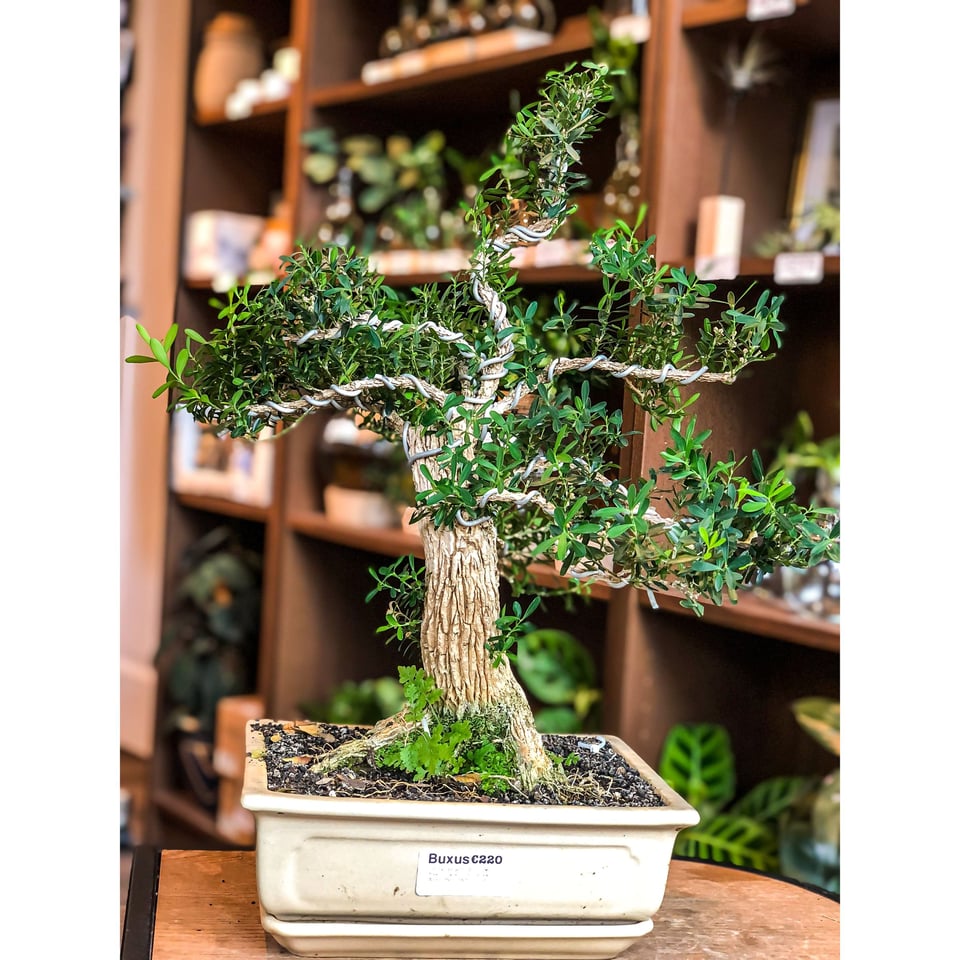 Buxus Bonsai (Large)