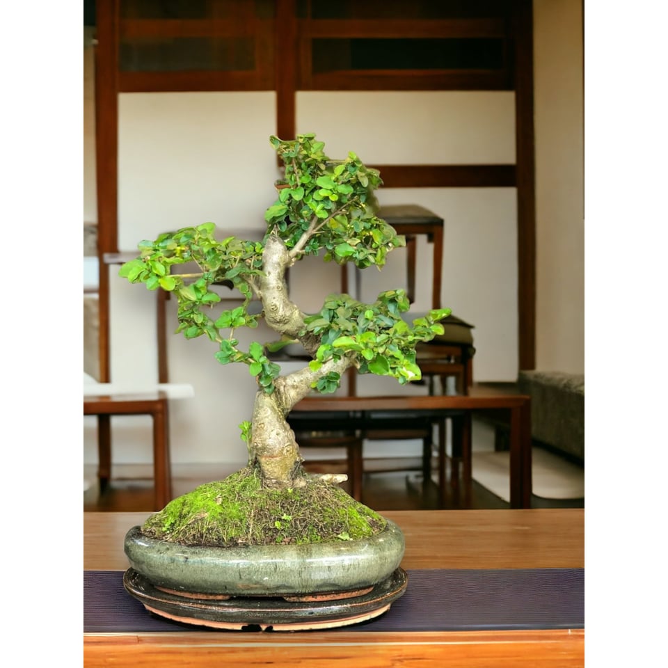 Ligustrum Bonsai (L)  Moyogi Style (S-shaped)